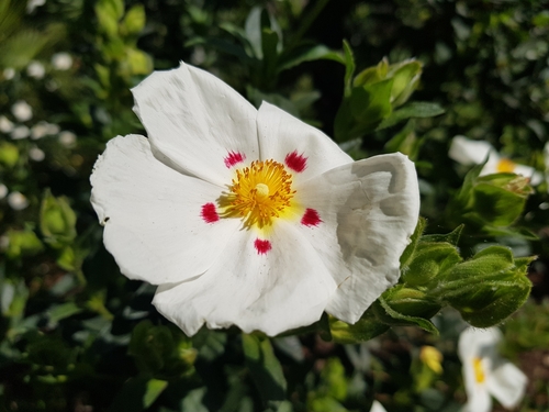 Another photo of Rock rose