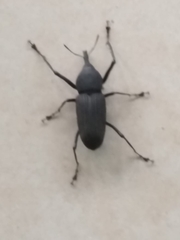 Rhinostomus barbirostris image