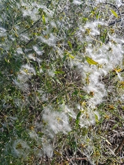 Clematis microphylla