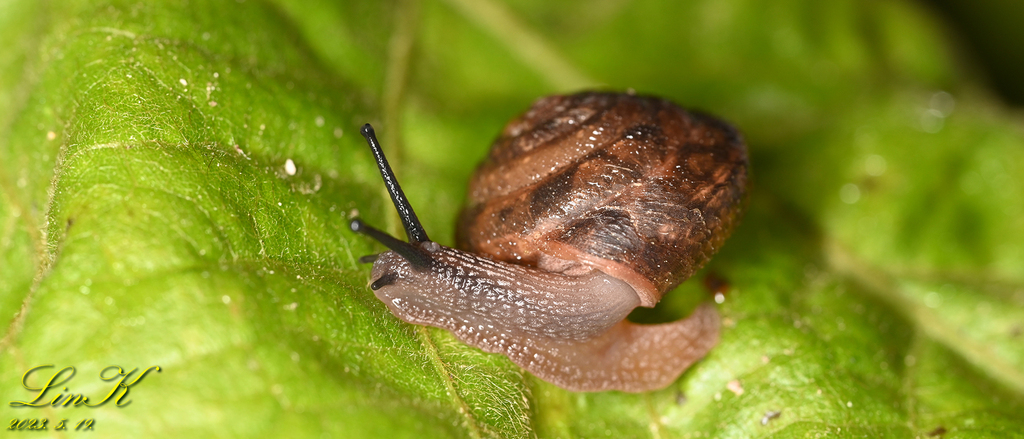 Aegista gottschei