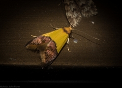 Hemibela oxyptera