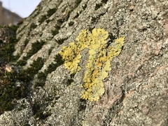 Xanthoria parietina