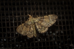 Gymnoscelis derogata