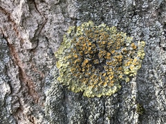 Xanthoria parietina