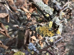 Xanthoria parietina