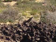 Atlantoxerus getulus