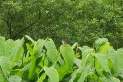 Passer cinnamomeus rutilans