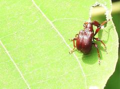 Cycnotrachelus