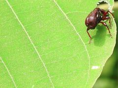 Cycnotrachelus