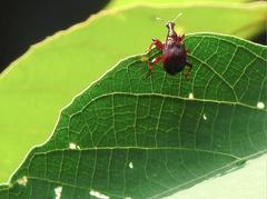 Cycnotrachelus