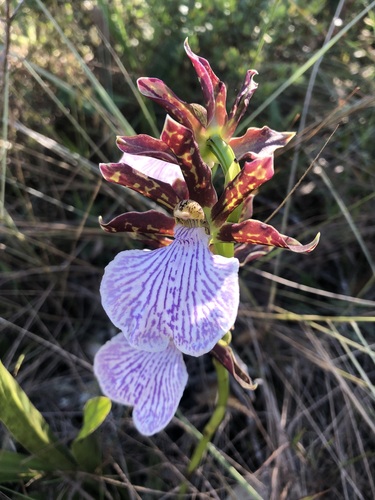 Zygopetalum maculatum