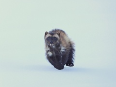 Wolverine photo 1
