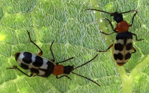 Checkered Melon Beetle photo 6