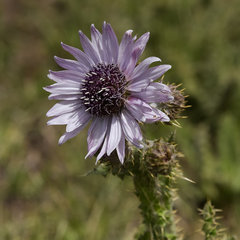 Berkheya purpurea