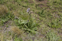 Berkheya purpurea
