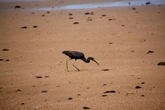 Egretta garzetta dimorpha