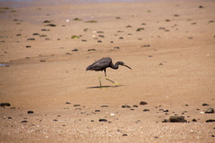 Egretta garzetta dimorpha