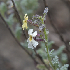Jamesbrittenia pristisepala