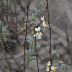 Jamesbrittenia pristisepala