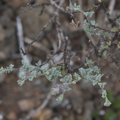 Jamesbrittenia pristisepala