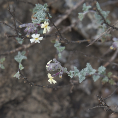 Jamesbrittenia pristisepala