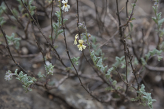 Jamesbrittenia pristisepala