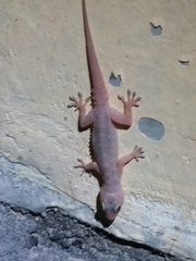 Hemidactylus brookii