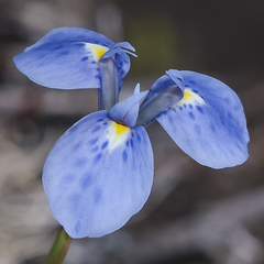 Moraea dracomontana
