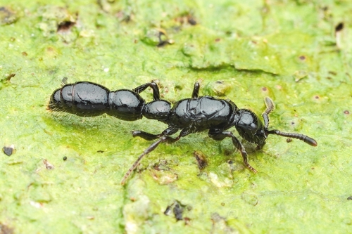 粗角蚁属Cerapachys