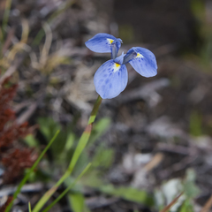 Moraea dracomontana