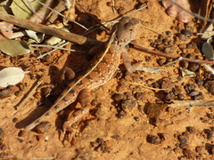 Agama sankaranica