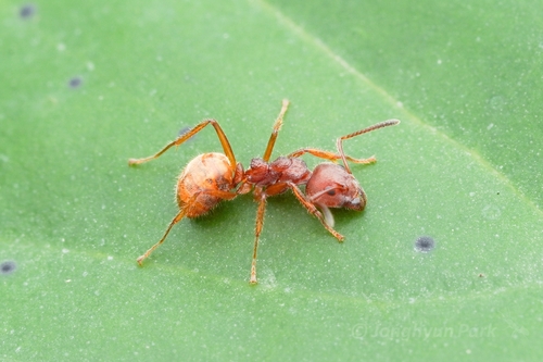 Cocoa Black Ant photo 3