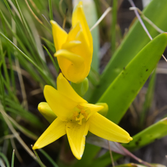 Cyrtanthus breviflorus