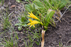 Cyrtanthus breviflorus