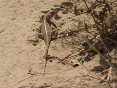 Agama sankaranica