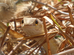 Psammophis