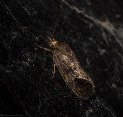 Pycnocera hypoxantha