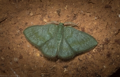 Prasinocyma lychnopasta