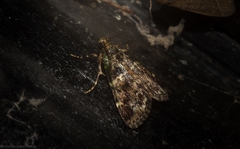 Orthaga atribasalis