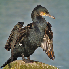 Phalacrocorax carbo