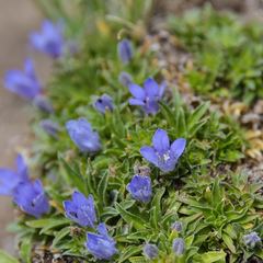 Craterocapsa tarsodes