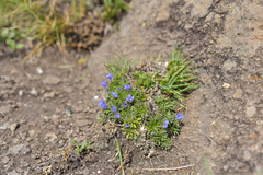 Craterocapsa tarsodes