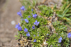 Craterocapsa tarsodes