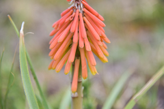 Kniphofia hirsuta