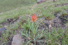 Kniphofia hirsuta