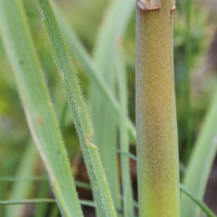 Kniphofia hirsuta
