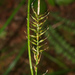 Carex zotovii - Photo (c) Mike Lusk,  זכויות יוצרים חלקיות (CC BY-NC), הועלה על ידי Mike Lusk