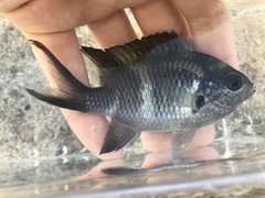 Chromis notata
