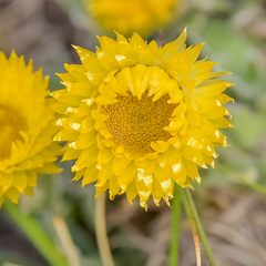 Helichrysum aureum