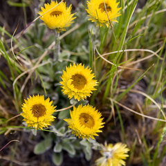 Helichrysum aureum